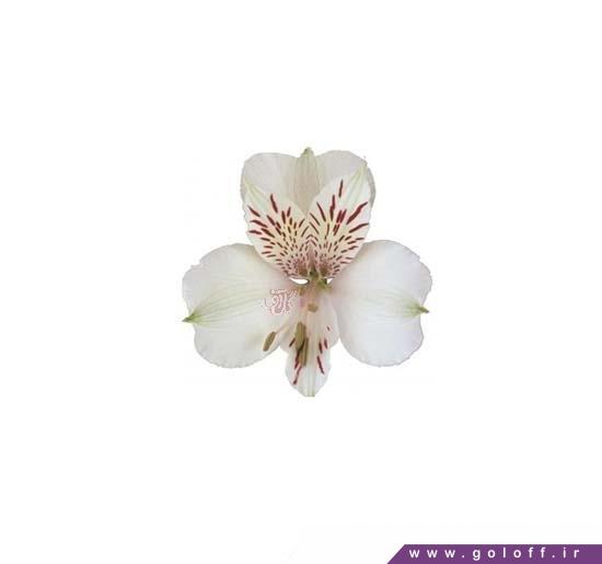 گل آلسترومریا هیمالیا – Alstroemeria | گل آف